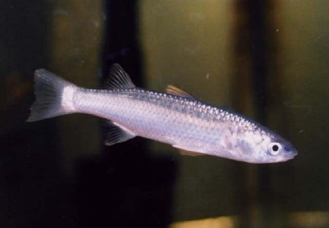 Chelon haematocheilus